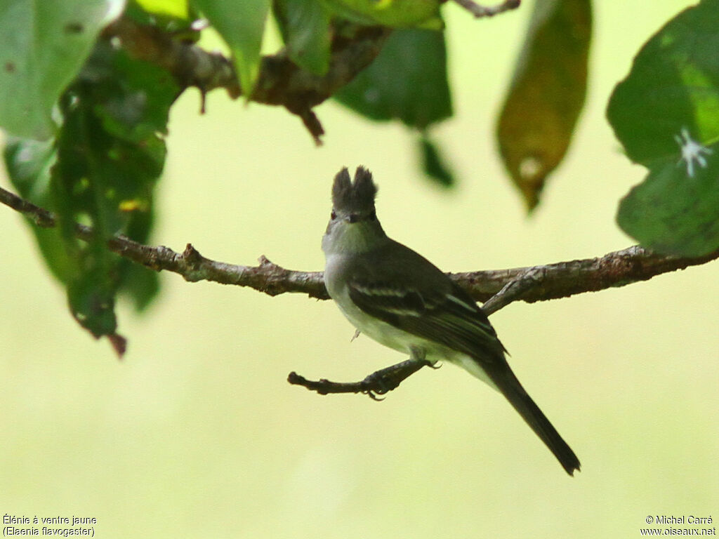 Yellow-bellied Elaeniaadult