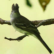 Yellow-bellied Elaenia