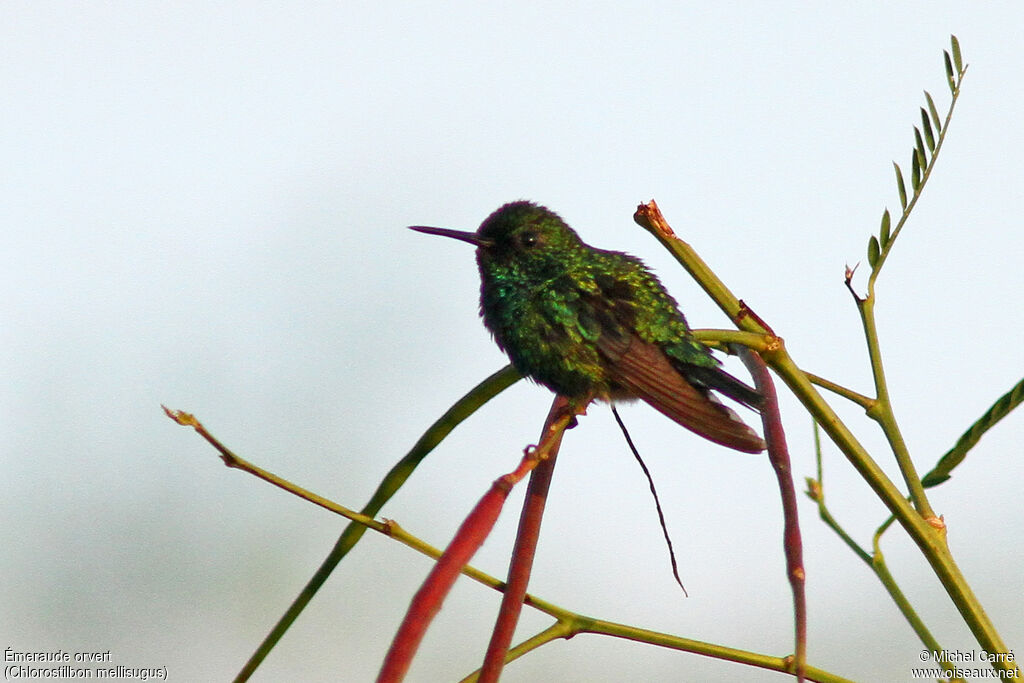 Blue-tailed Emerald male adult