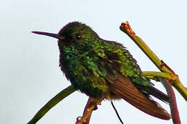 Blue-tailed Emerald