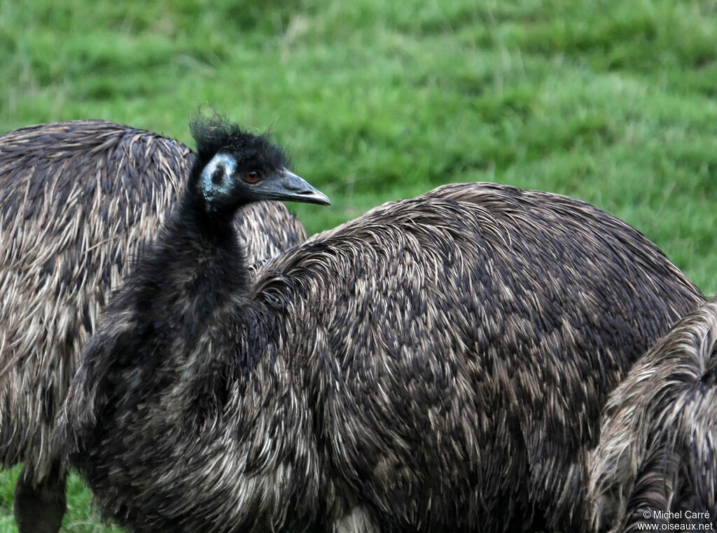 Emu