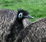 Emu