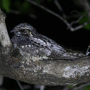 Jungle Nightjar