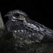 Jungle Nightjar