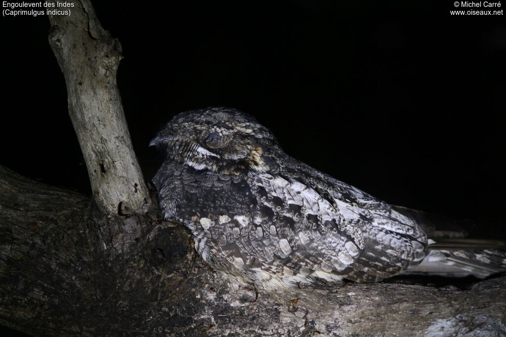 Jungle Nightjar