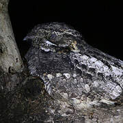 Jungle Nightjar