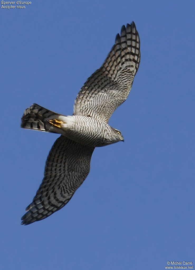 Eurasian Sparrowhawk female adult