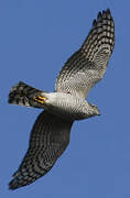 Eurasian Sparrowhawk