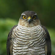 Eurasian Sparrowhawk