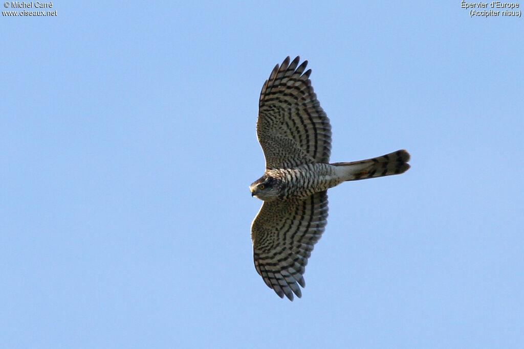 Eurasian Sparrowhawk female adult