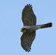 Eurasian Sparrowhawk