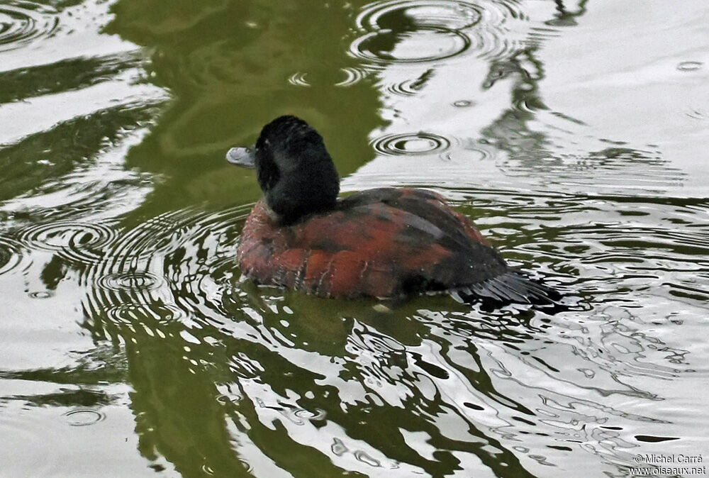 Andean Duck male