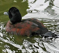 Andean Duck