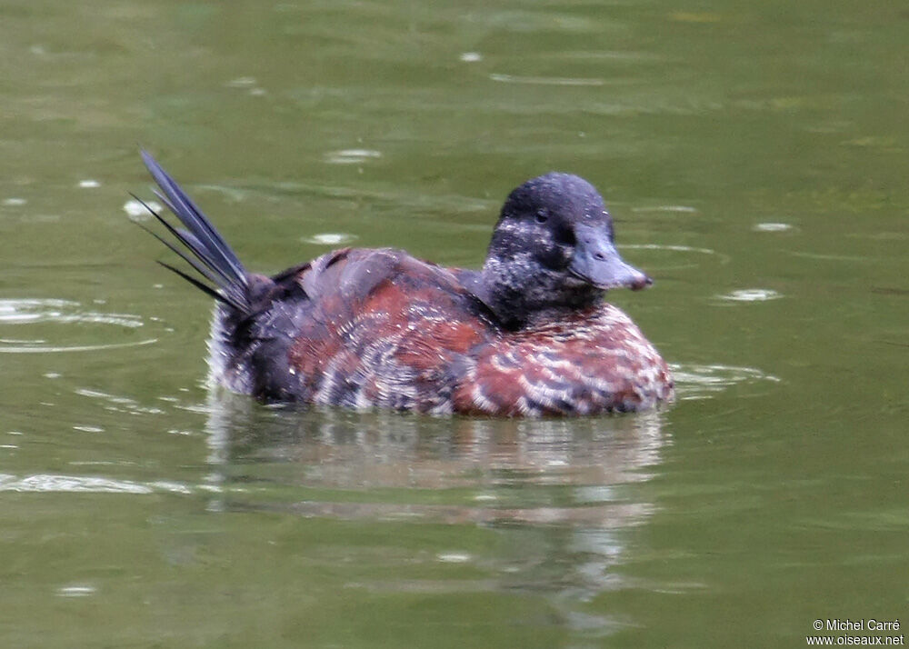 Andean Duckimmature