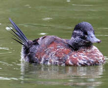 Andean Duck