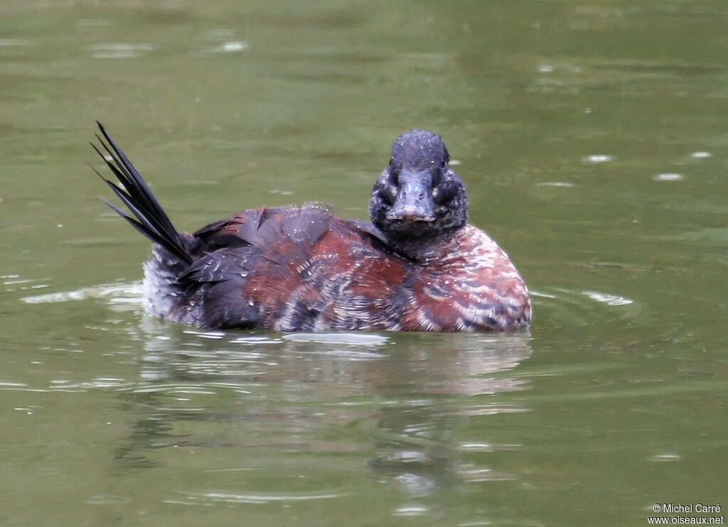 Andean Duckimmature