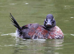 Andean Duck