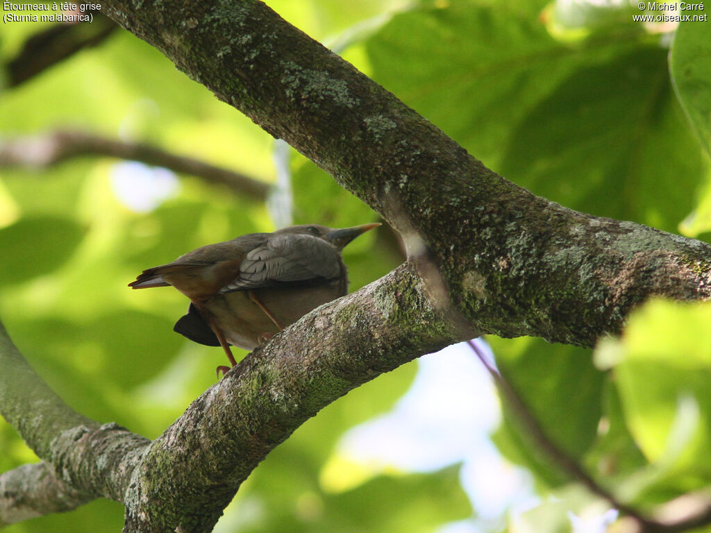 Chestnut-tailed Starlingadult