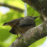 Chestnut-tailed Starling