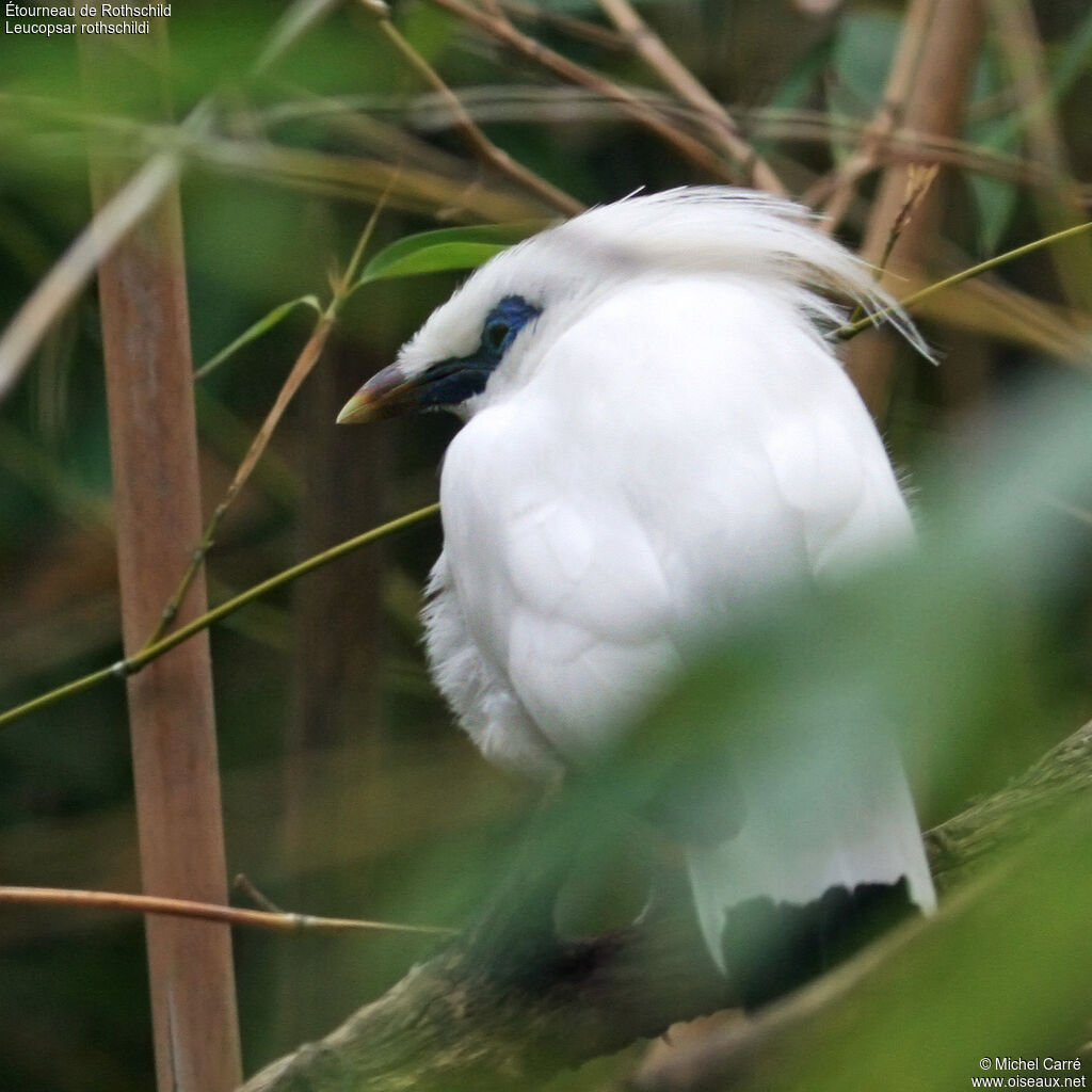 Bali Myna