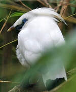 Bali Myna