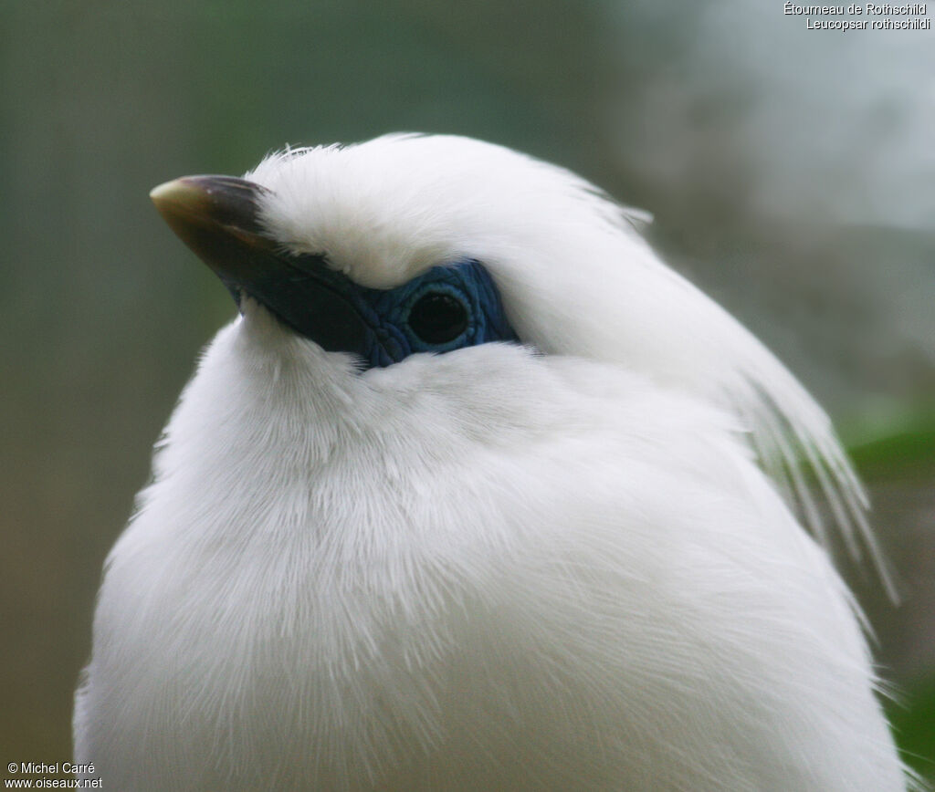 Bali Myna