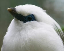 Bali Myna