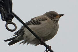 Rosy Starling