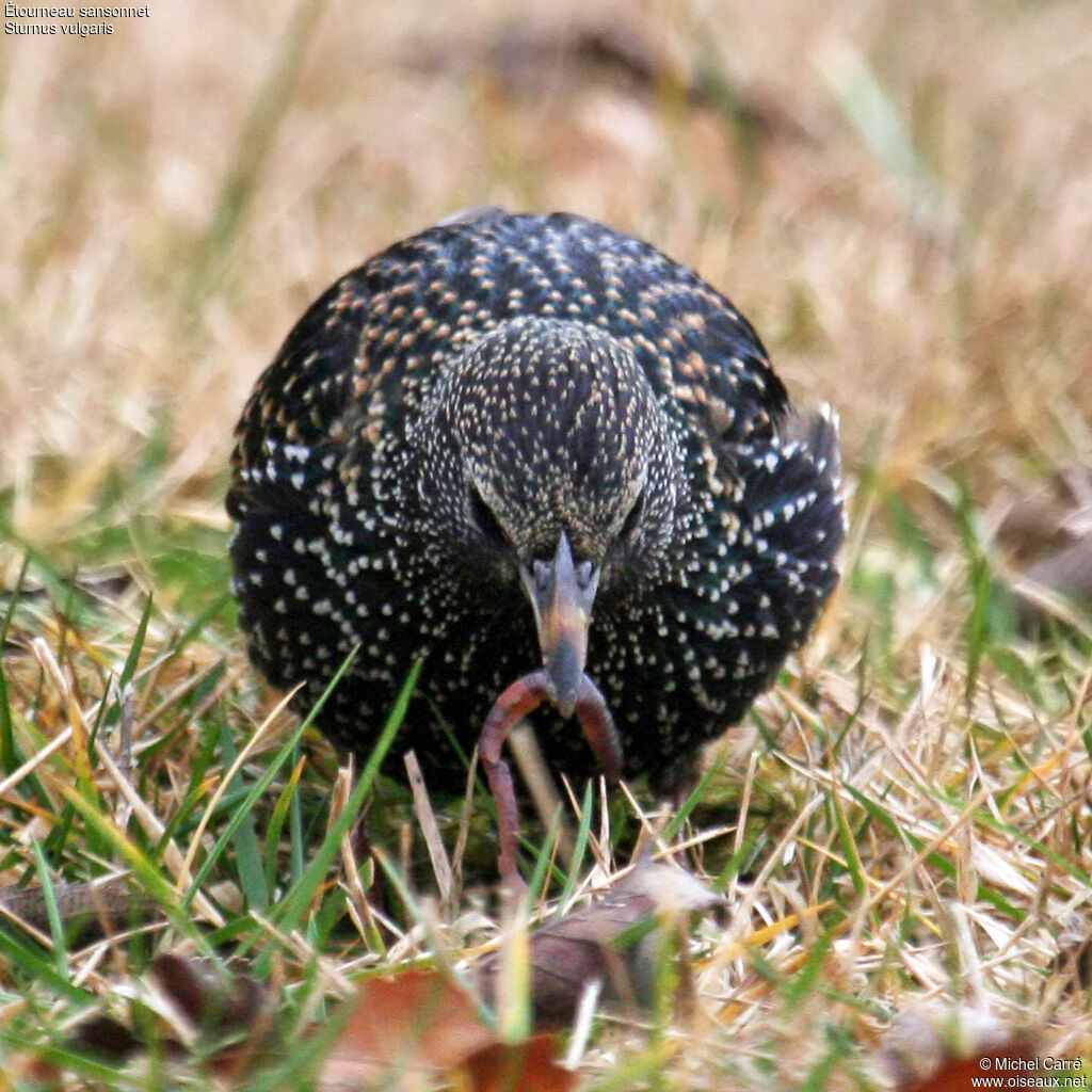 Common Starling