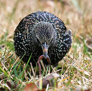 Common Starling