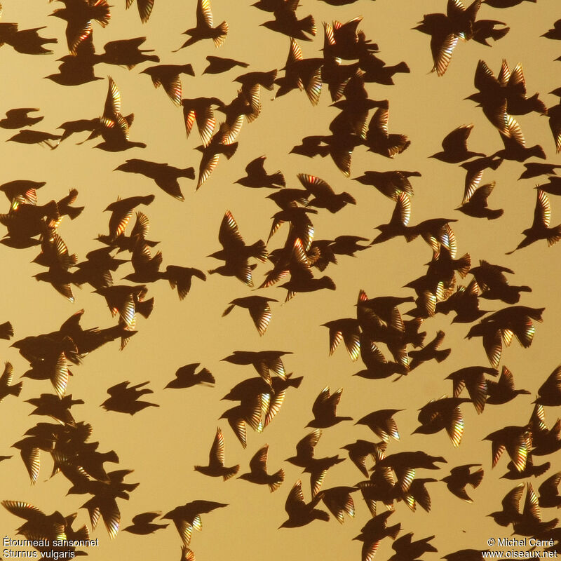Common Starling, Flight, Behaviour