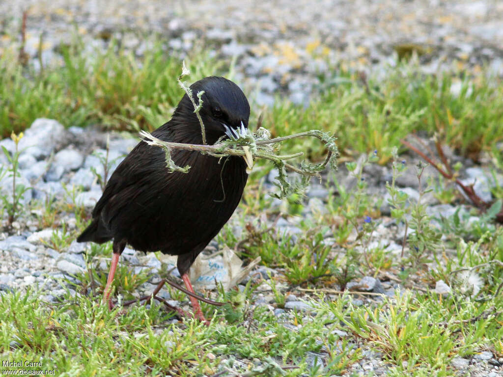 Spotless Starlingadult breeding, Reproduction-nesting