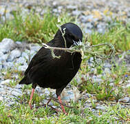 Spotless Starling