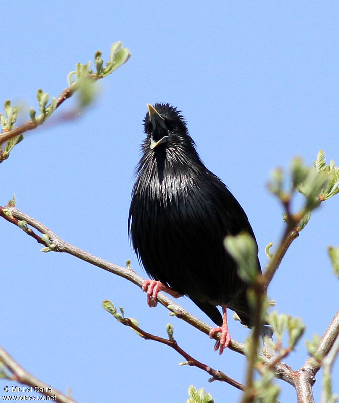 Spotless Starling male adult breeding, song
