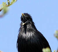 Spotless Starling