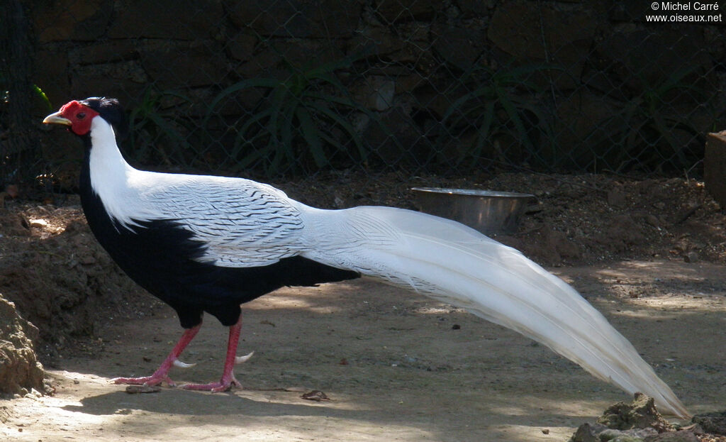 Silver Pheasant male adult