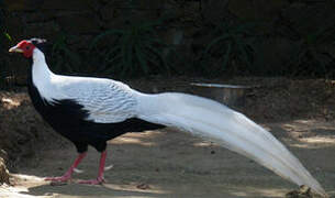 Silver Pheasant