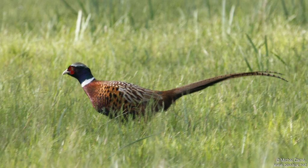 Common Pheasant male adult breeding