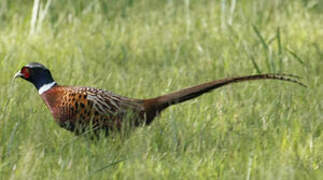 Common Pheasant