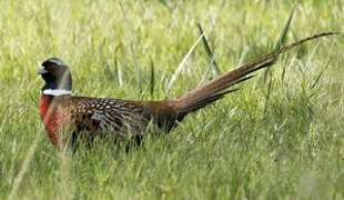 Common Pheasant