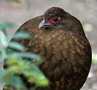 Salvadori's Pheasant