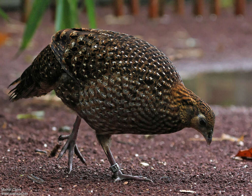 Faisan doré femelle adulte, identification