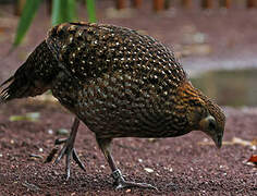 Golden Pheasant