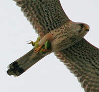 Common Kestrel