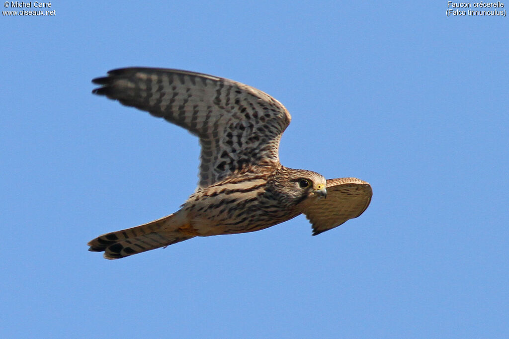 Common Kestrel female adult, Flight