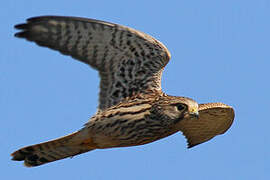 Common Kestrel