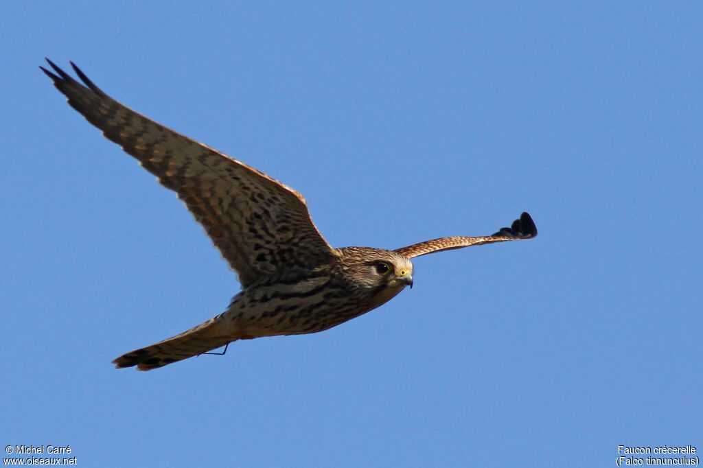 Common Kestrel