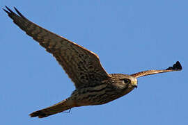 Common Kestrel