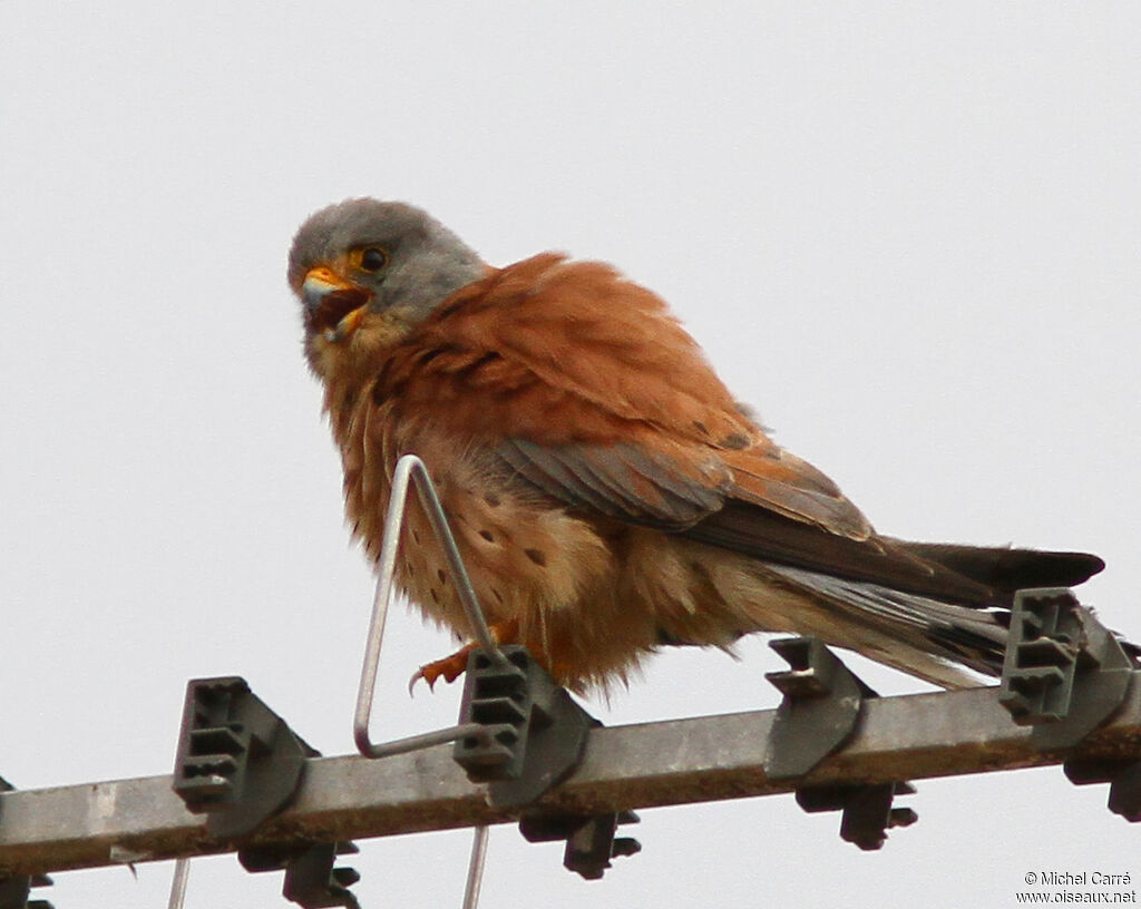 Lesser Kestrel male adult