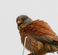 Lesser Kestrel